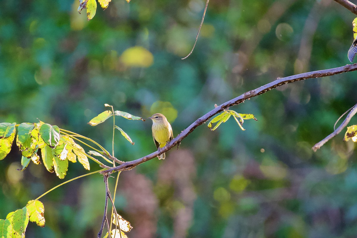 Palm Warbler - ML373093131