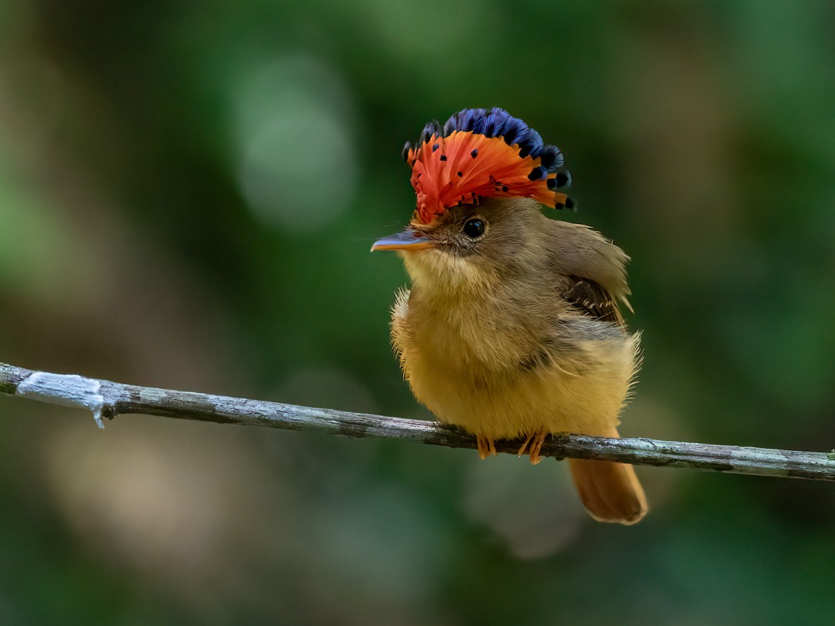 Atlantic Royal Flycatcher - Alex Mesquita