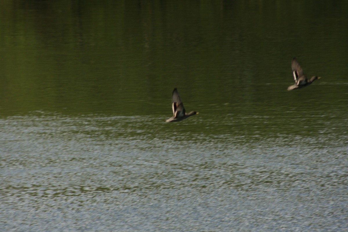 Yellow-billed Teal - Margarita Parraguez