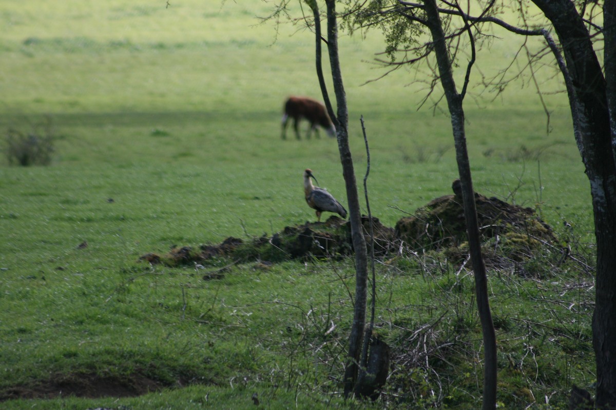 Black-faced Ibis - Margarita Parraguez