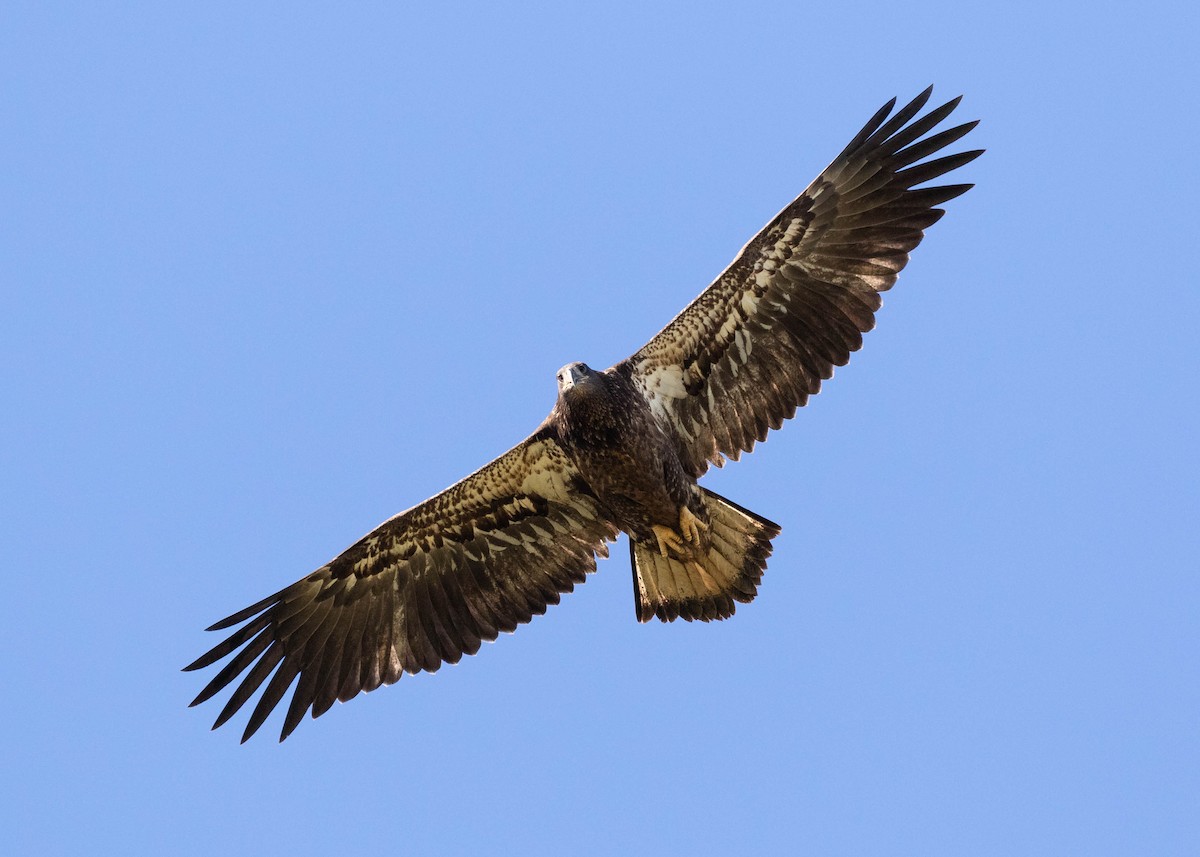 Bald Eagle - ML373094871