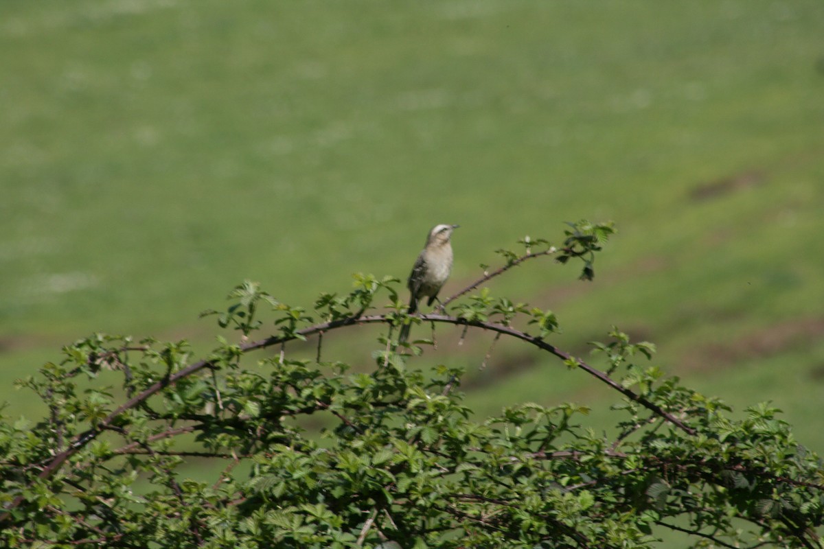 Chilean Mockingbird - Margarita Parraguez