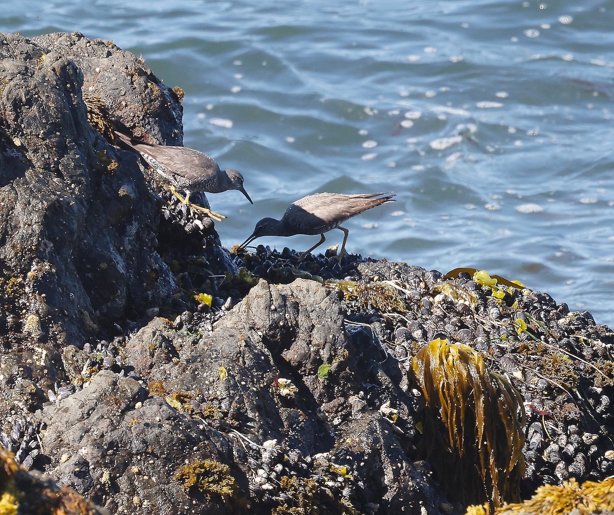 Wandering Tattler - ML373096971