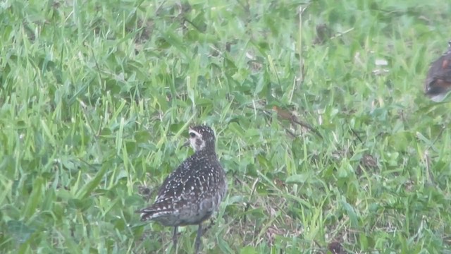 Pacific Golden-Plover - ML373099151