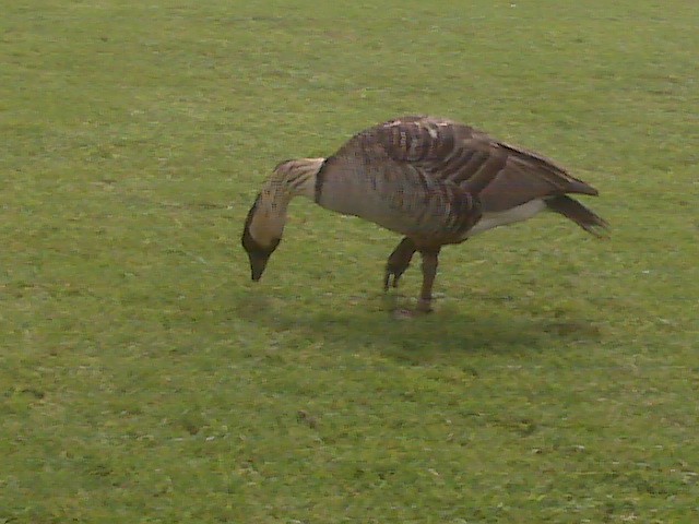 Hawaiian Goose - ML373099371