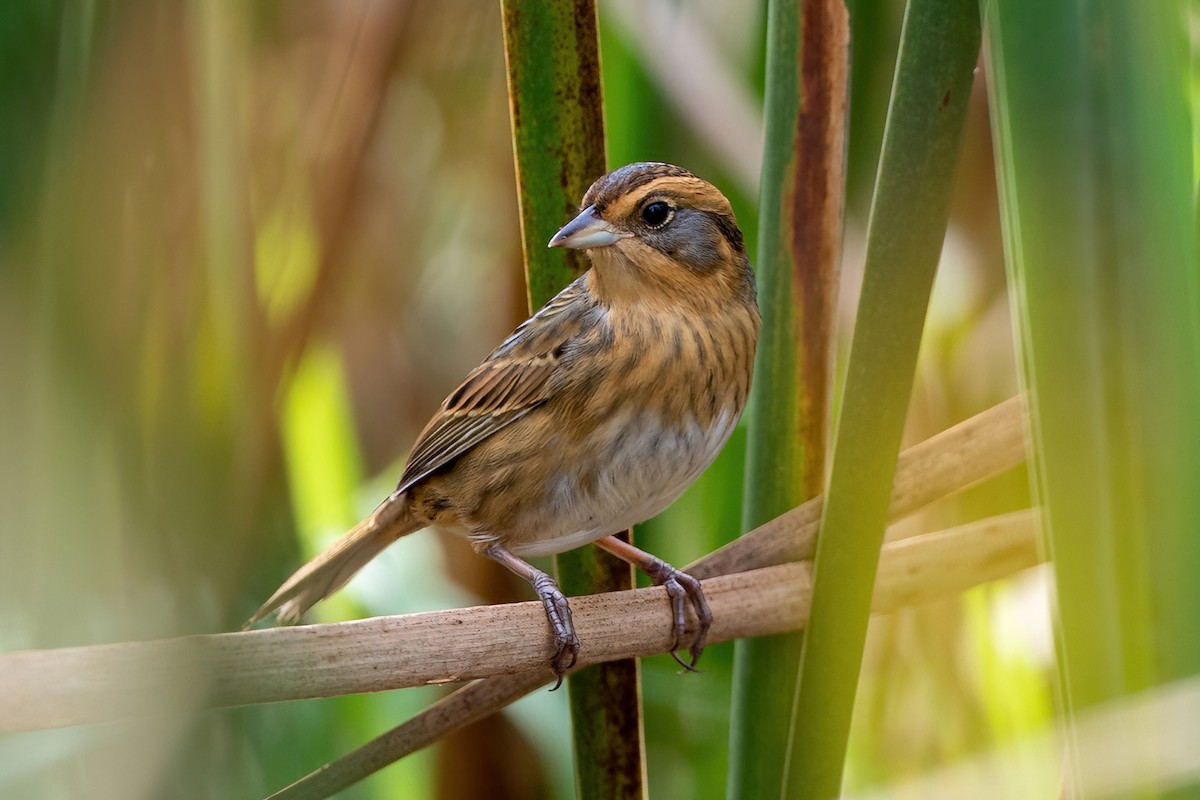 Nelson's Sparrow - ML373099631