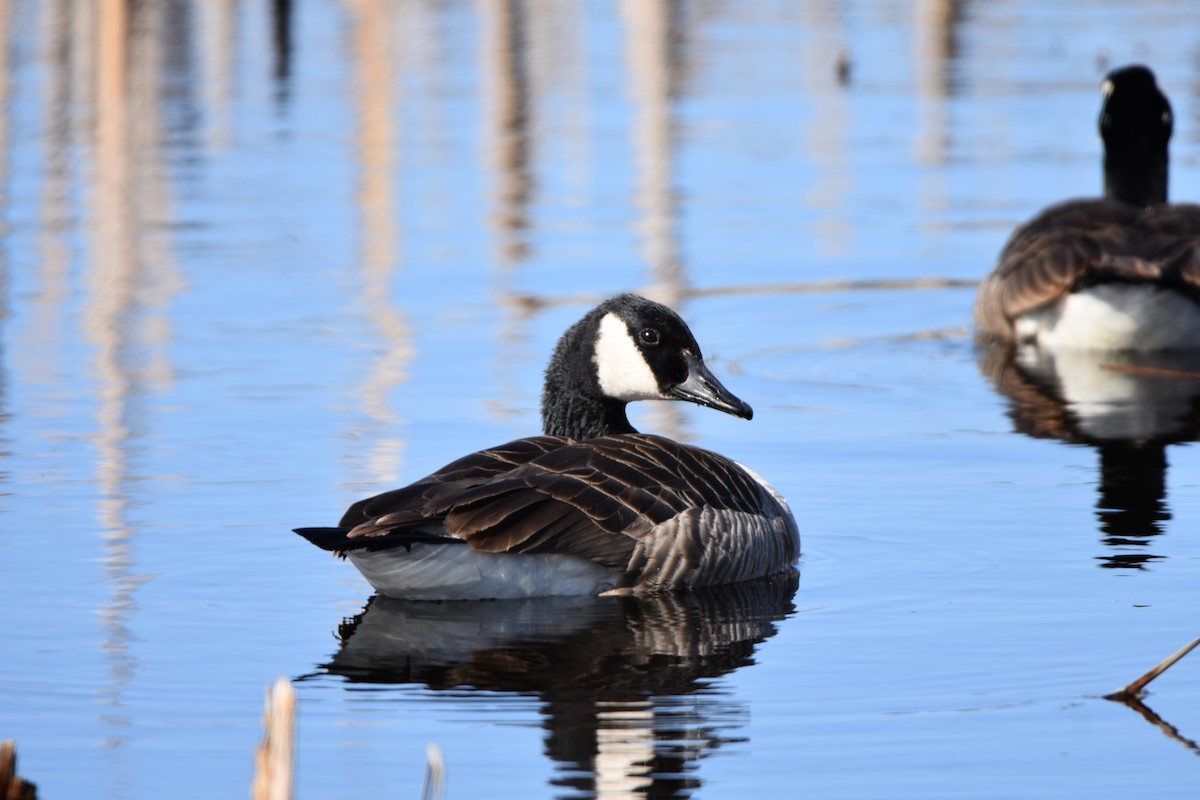 Canada Goose - Paul Cicchetti