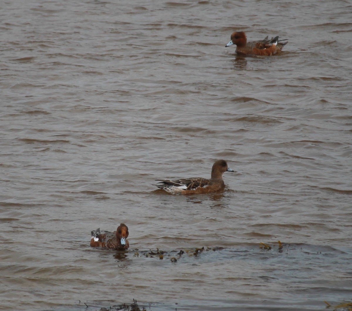 Eurasian Wigeon - ML37310081