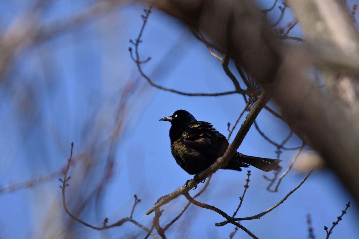 Common Grackle - Paul Cicchetti