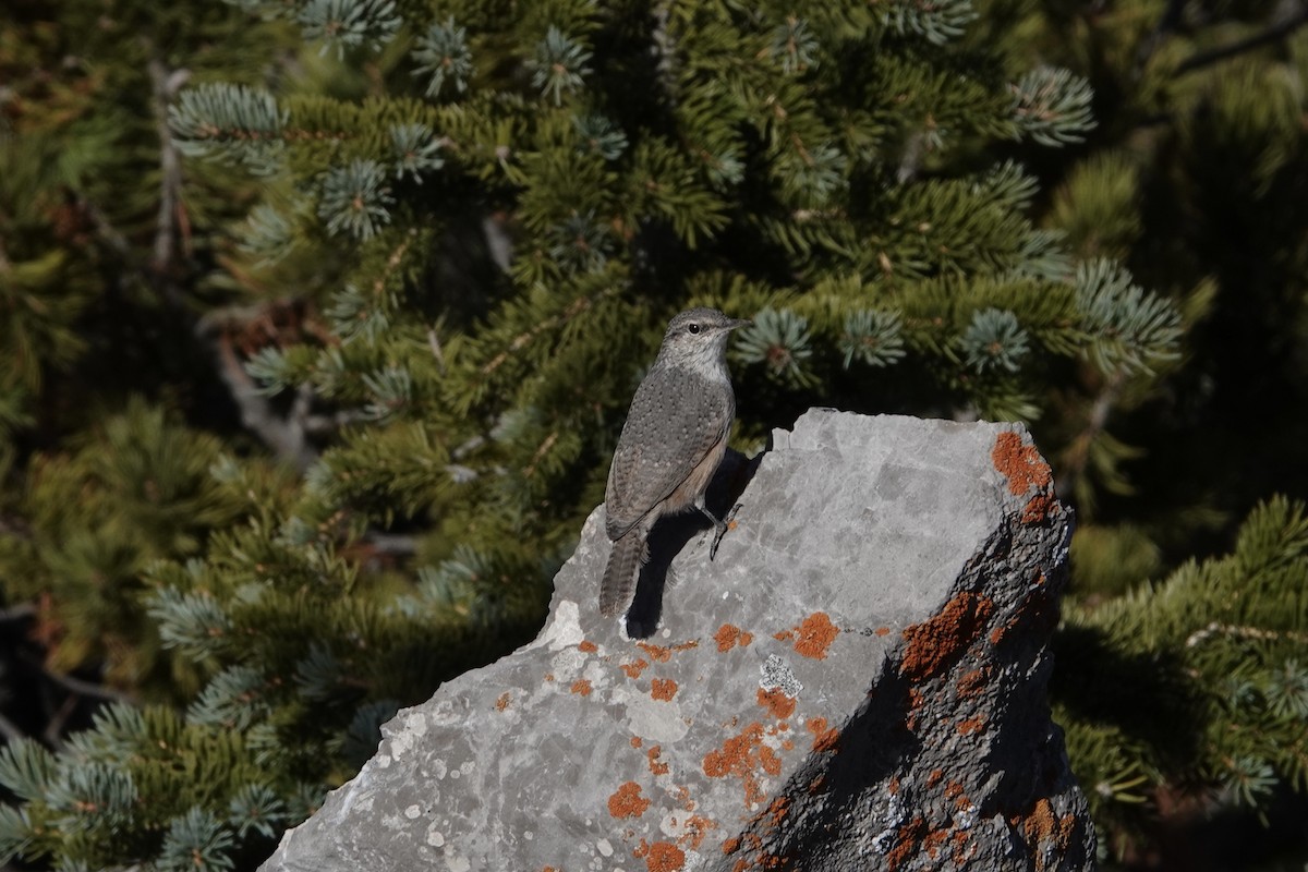 steinursmett - ML373101221