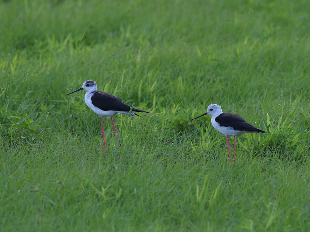 Black-winged Stilt - ML373101501