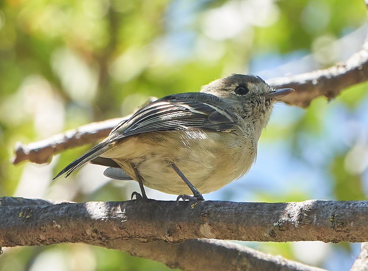 Hutton's Vireo - ML373101751