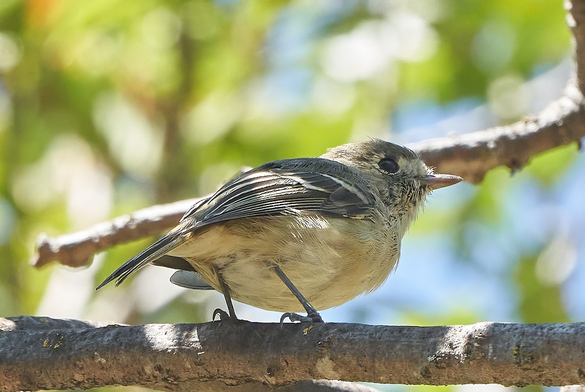 Hutton's Vireo - ML373101761