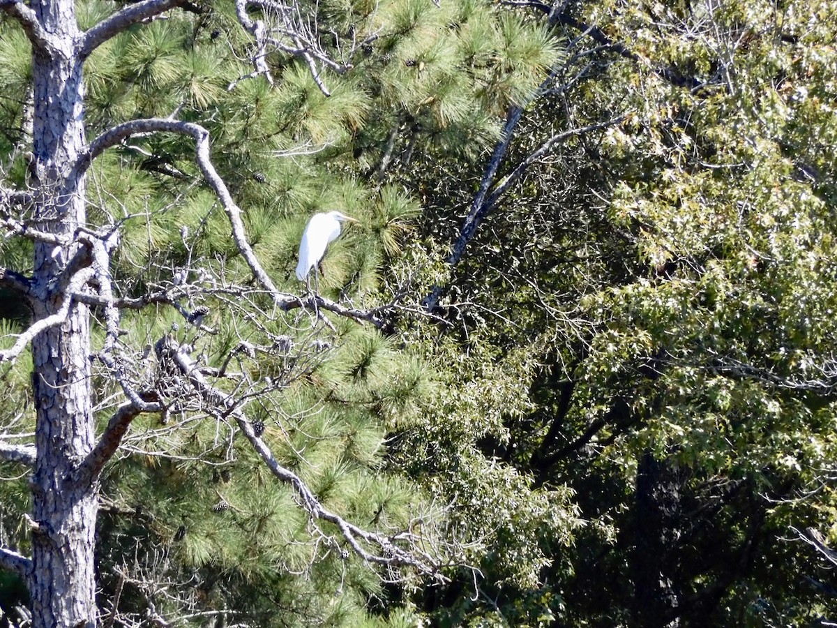 Great Egret - ML373103101