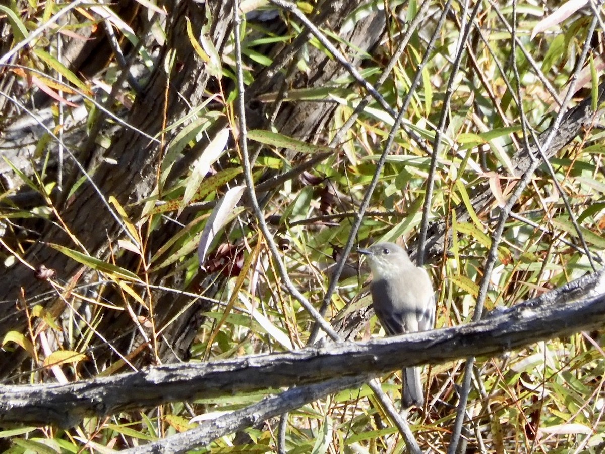 Eastern Phoebe - ML373103541