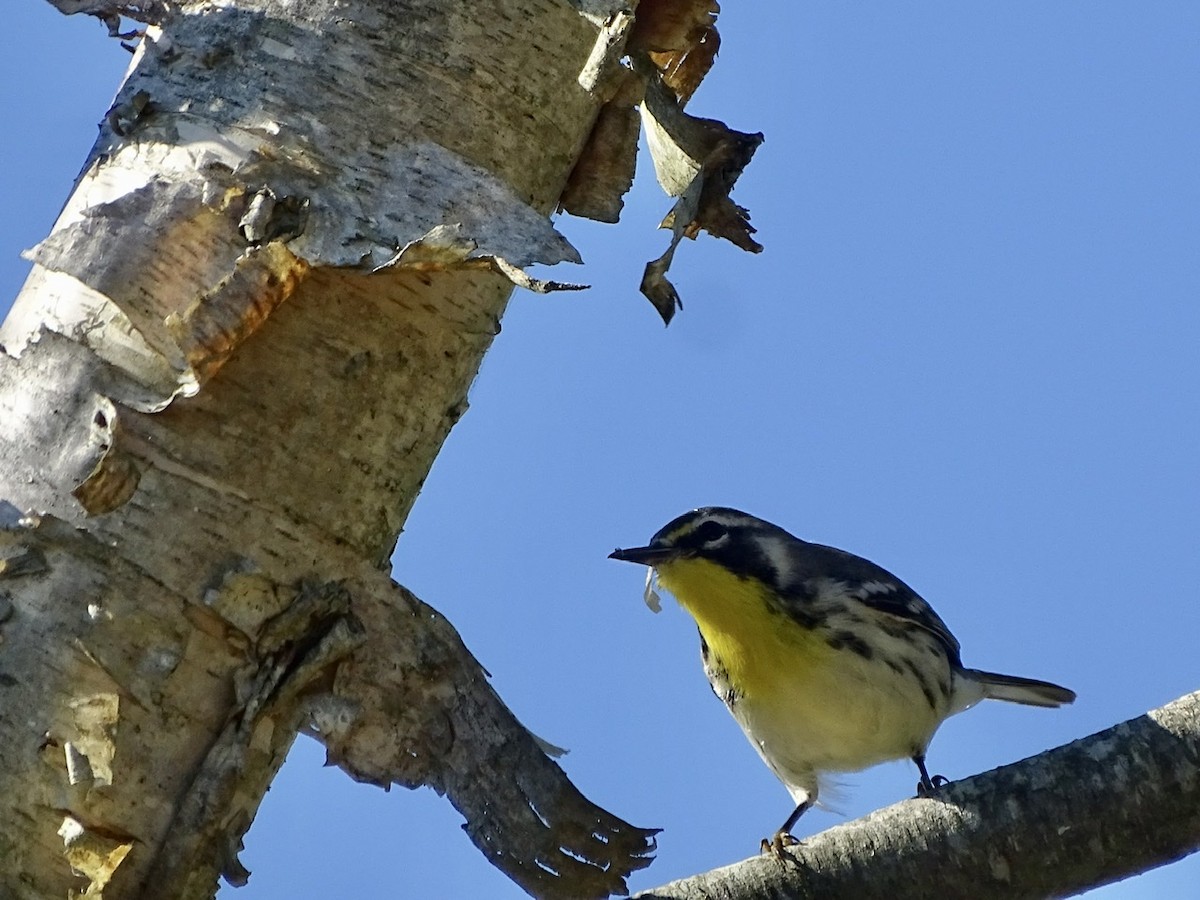 Yellow-throated Warbler - ML373104111