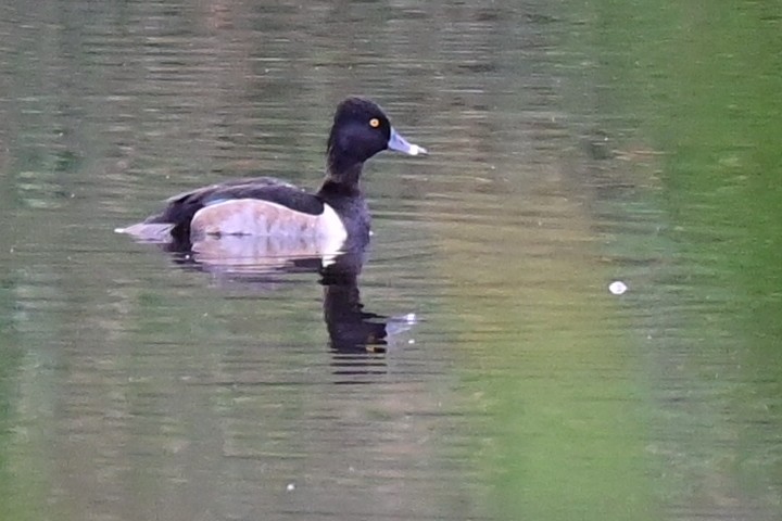 Ring-necked Duck - Karen Harnish