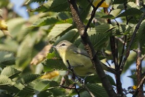 Vireo de Filadelfia - ML373107311