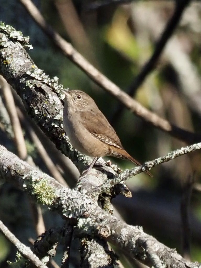 Northern House Wren - ML373107841
