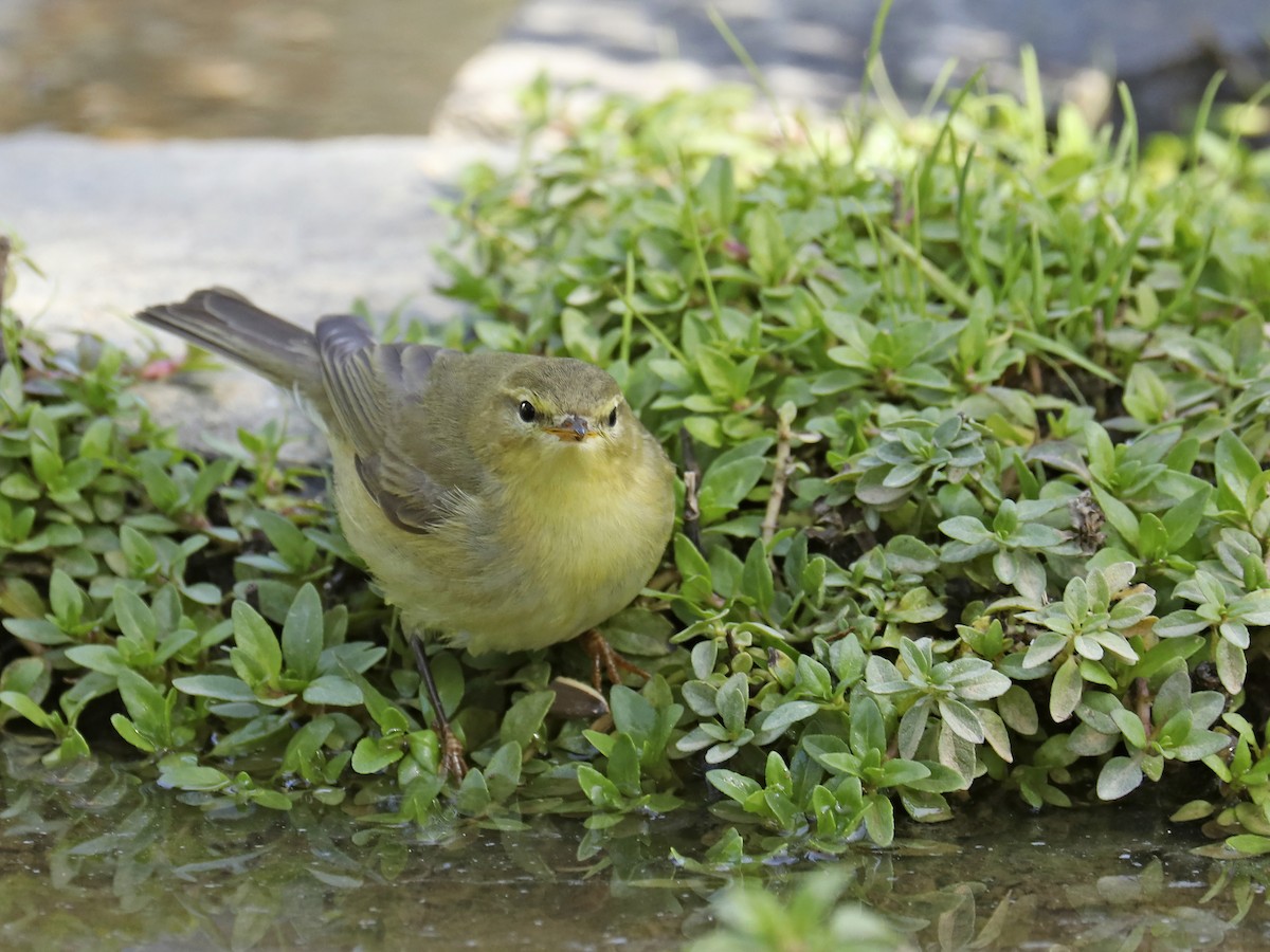 Willow Warbler - ML373111221