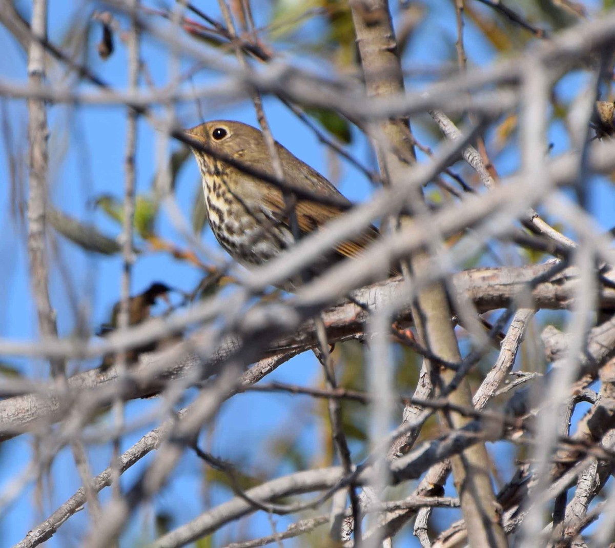 Hermit Thrush - ML37311211