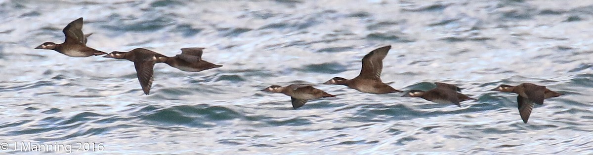 Surf Scoter - Carl & Judi Manning