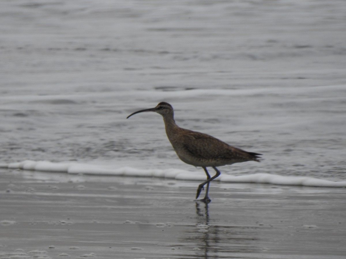 Regenbrachvogel - ML373113601