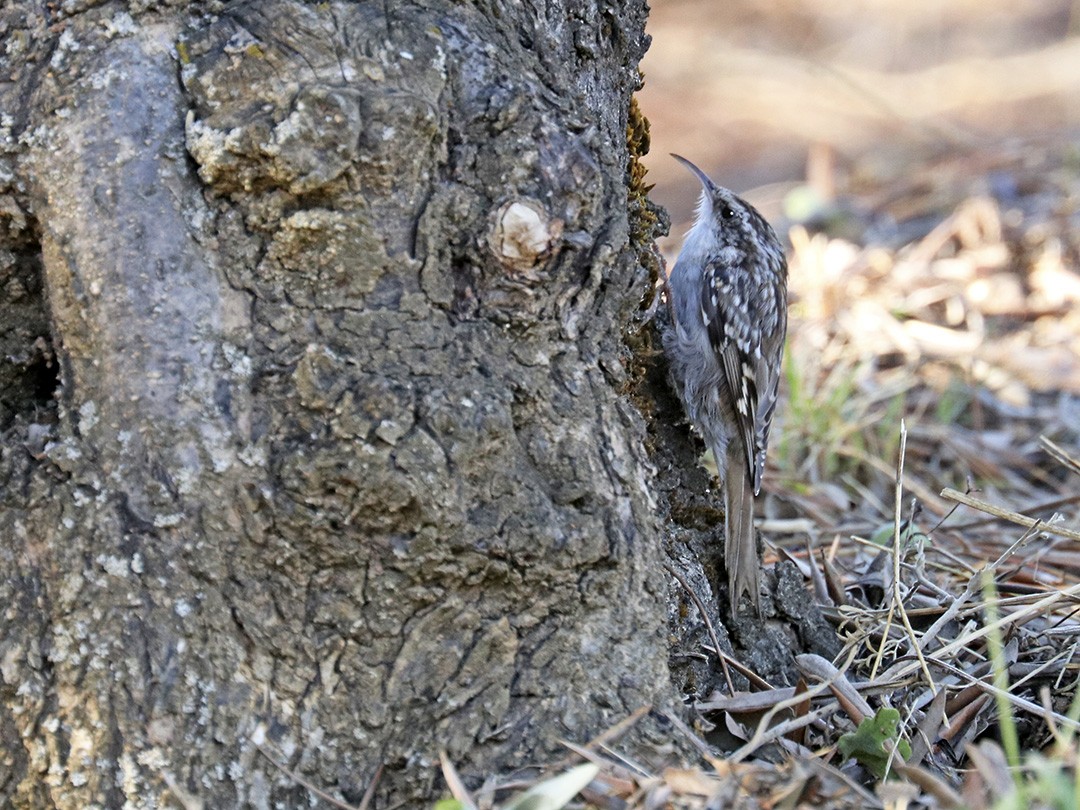 Short-toed Treecreeper - ML373113651