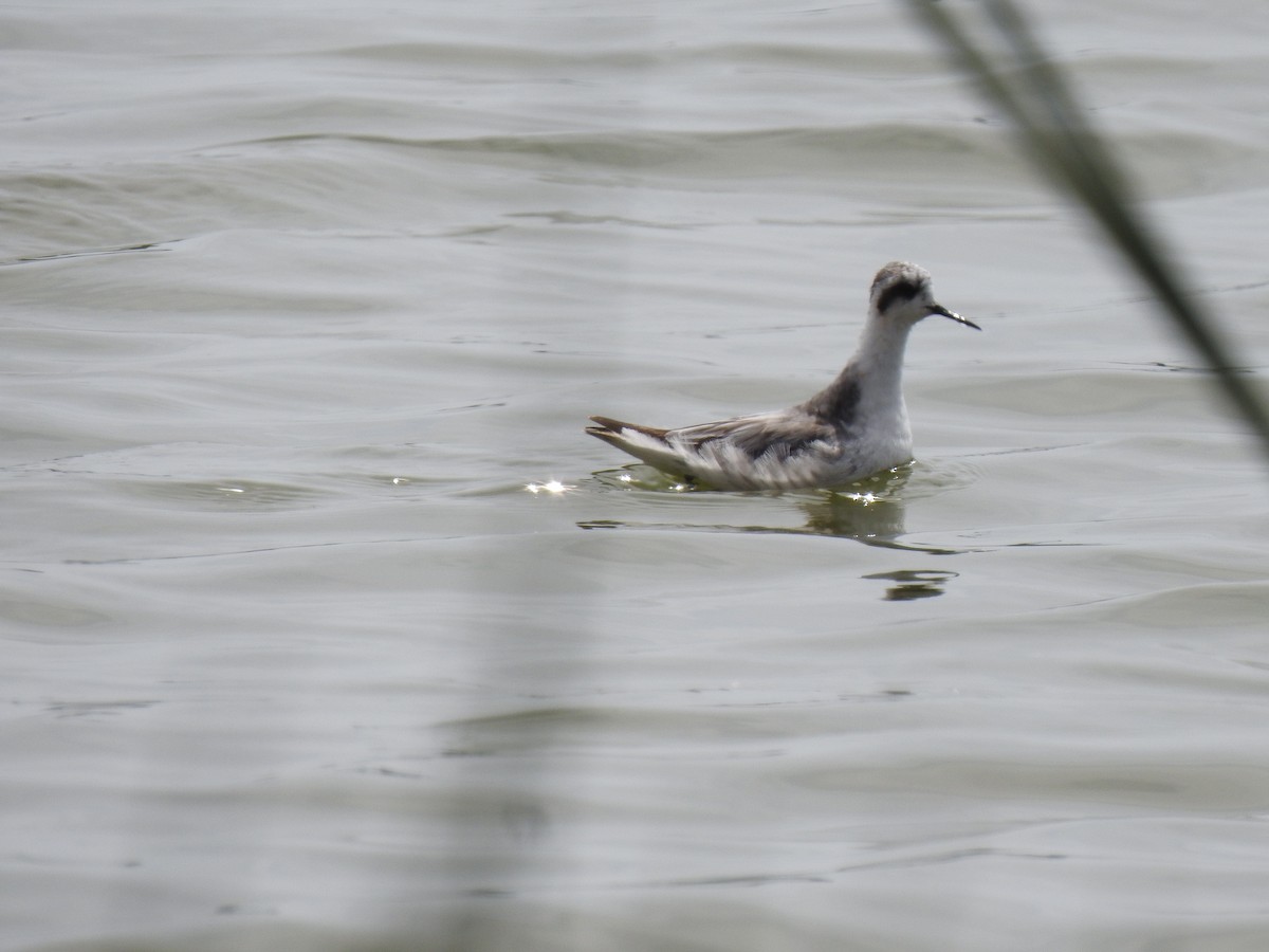 Red-necked Phalarope - ML373114341