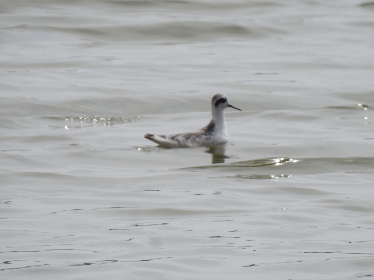 Red-necked Phalarope - ML373114491