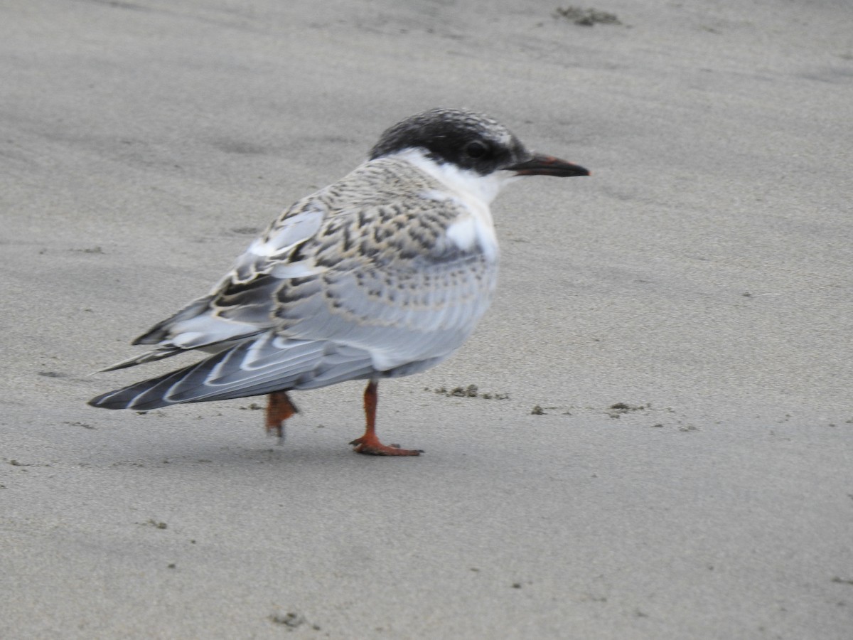 South American Tern - ML373114971