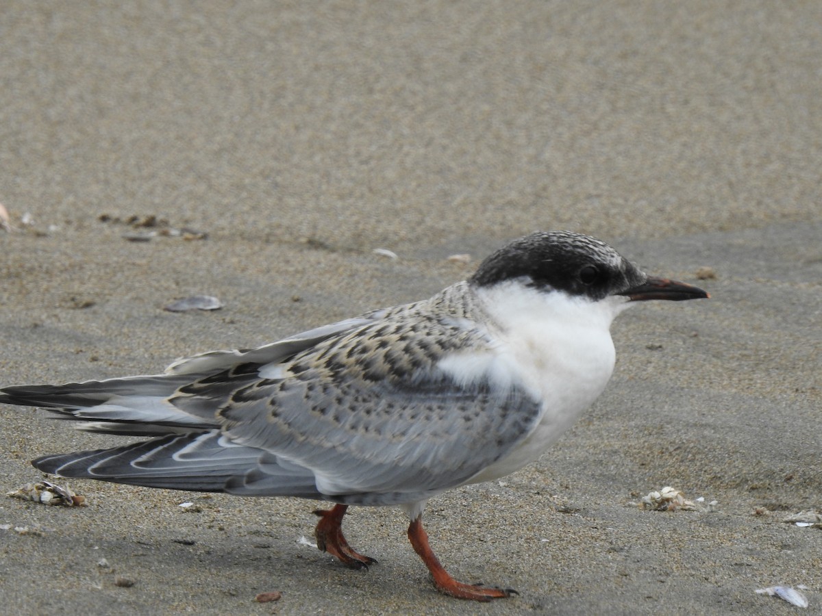 South American Tern - ML373115001