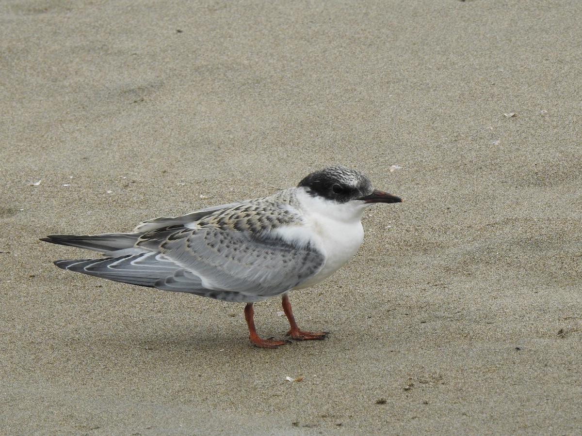 South American Tern - ML373115151