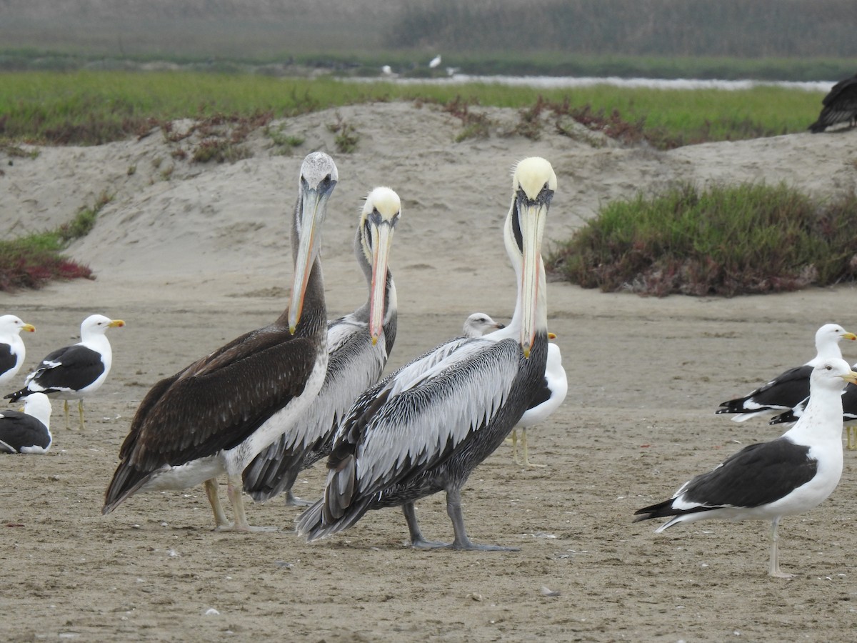 Peruvian Pelican - Daniel Lane