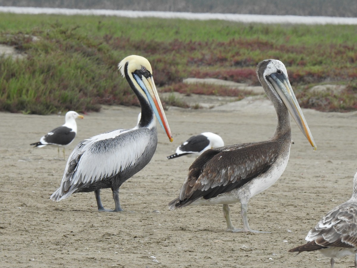 Peruvian Pelican - ML373115281