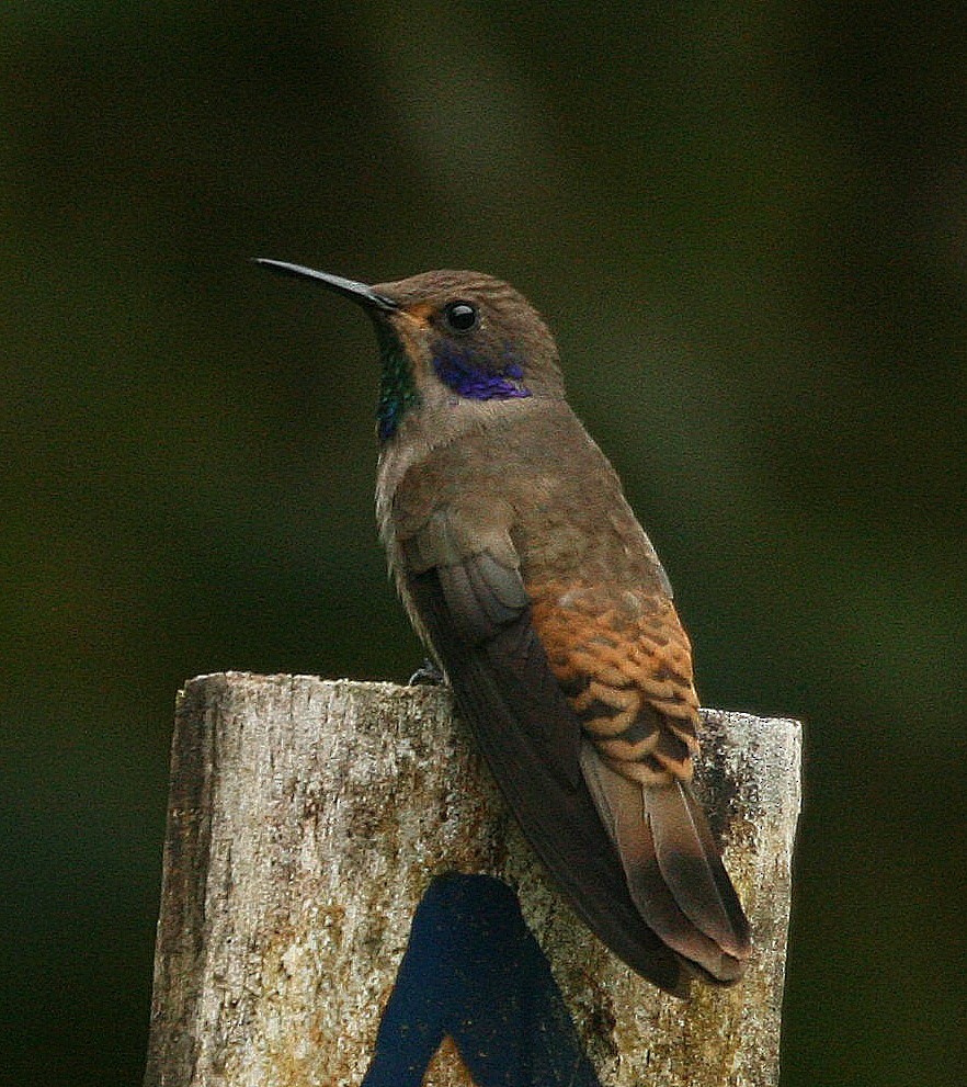 Brown Violetear - ML37311621