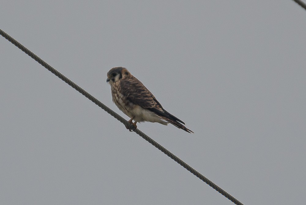 American Kestrel - ML373117171