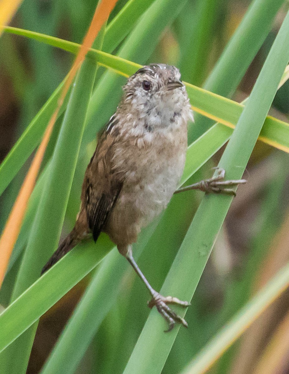 Marsh Wren - ML373117761