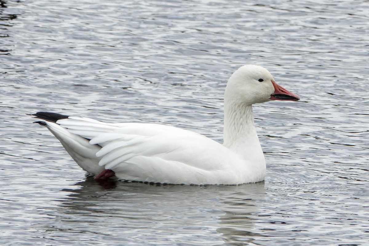 Snow Goose - ML373118571