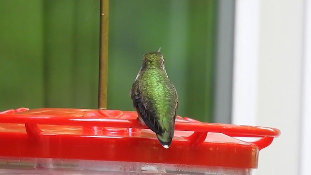Ruby-throated Hummingbird - ML373118641