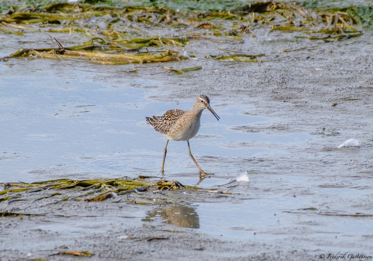 Stilt Sandpiper - ML373119401