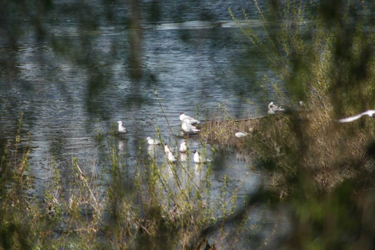 Mouette de Patagonie - ML373121051