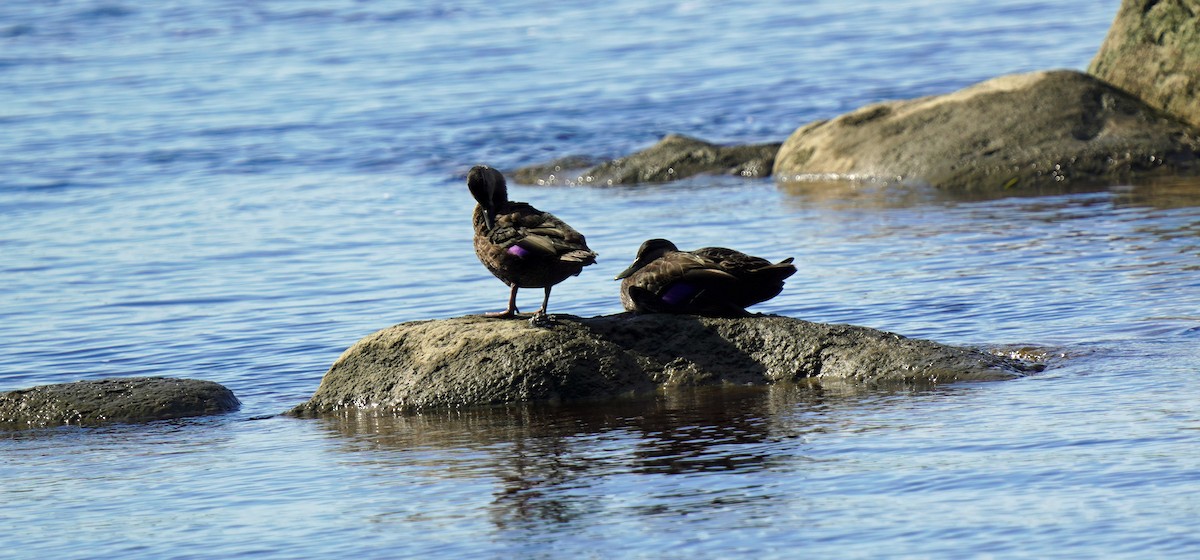 American Black Duck - ML373121241