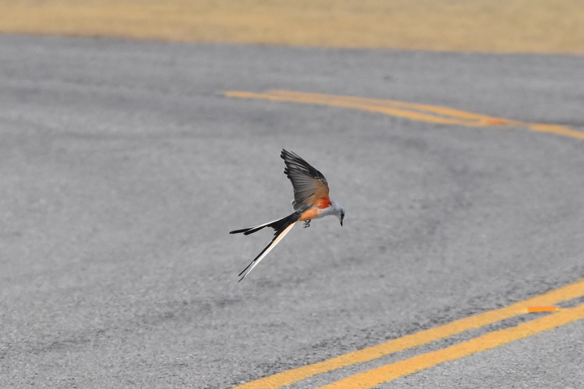 Scissor-tailed Flycatcher - ML373121571