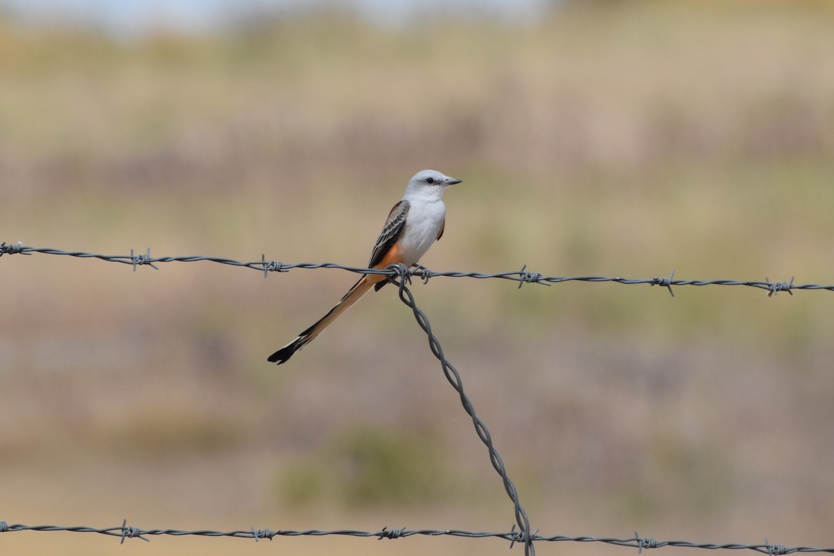 Scissor-tailed Flycatcher - ML373121581