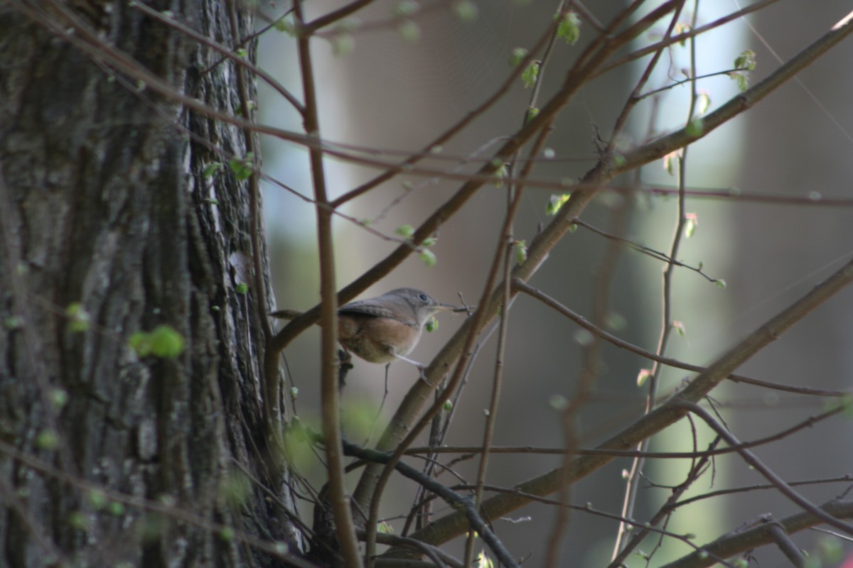 House Wren - ML373121591