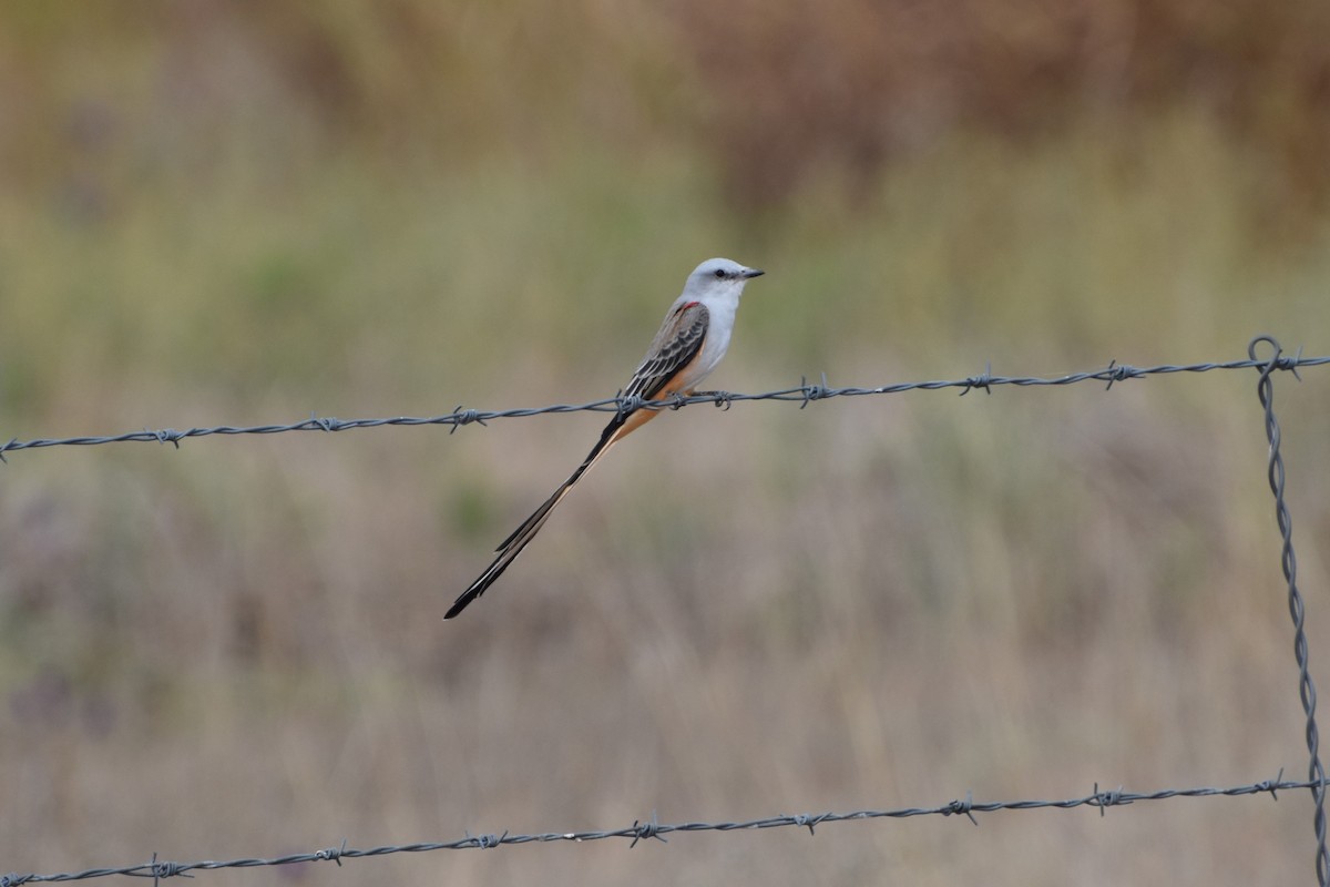 Scissor-tailed Flycatcher - ML373121601