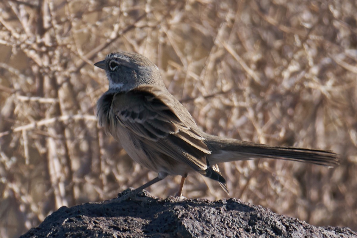 Bell's Sparrow - ML373123441