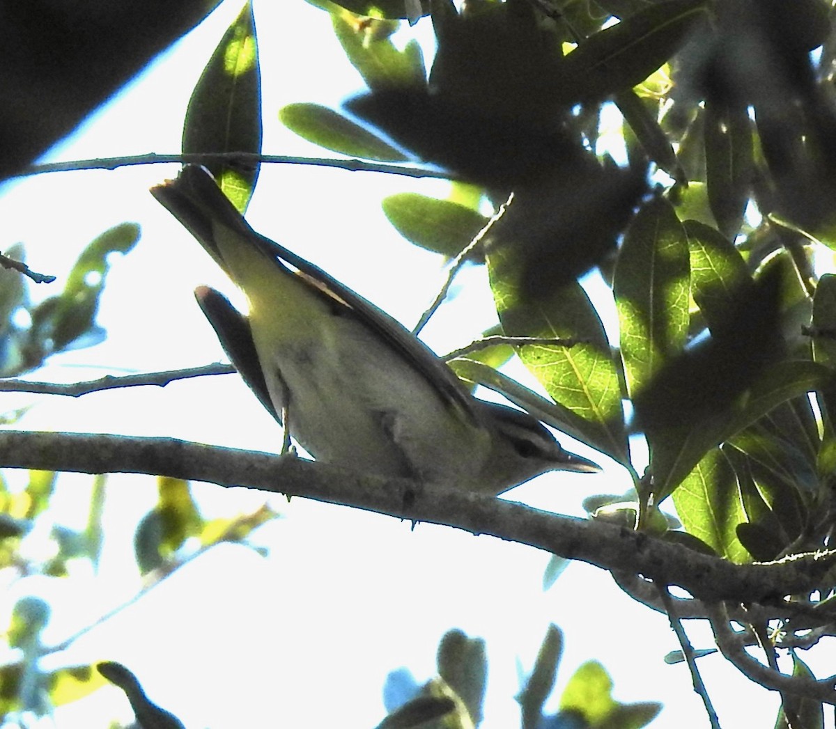 Vireo Ojirrojo - ML373125461