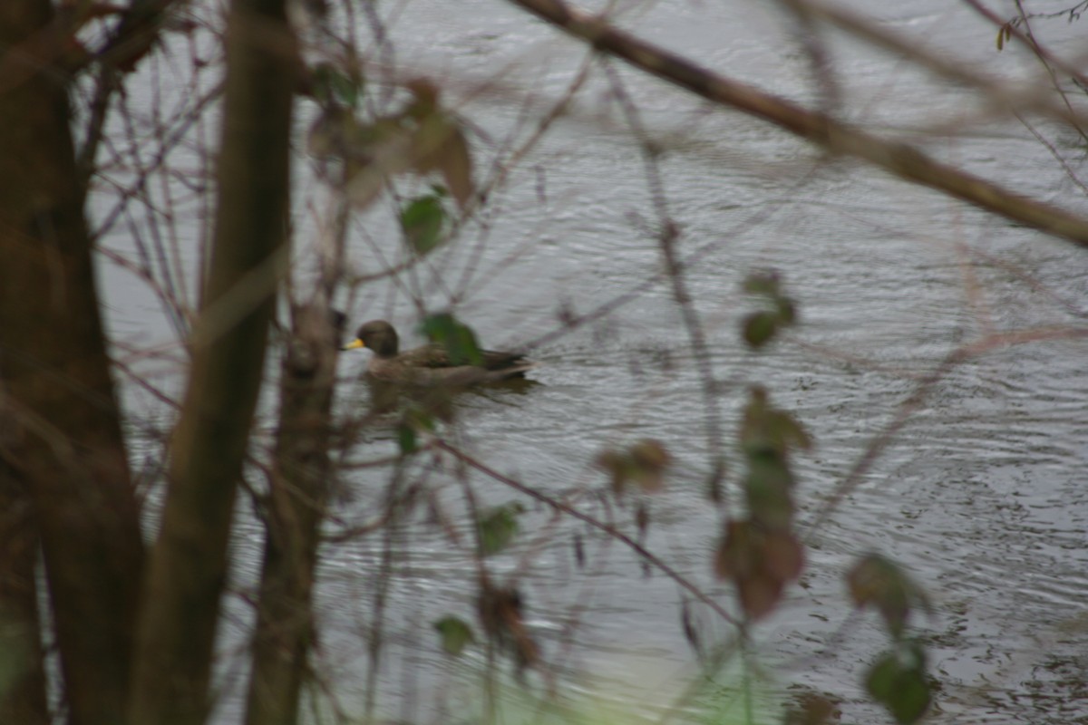 Yellow-billed Teal - ML373125701